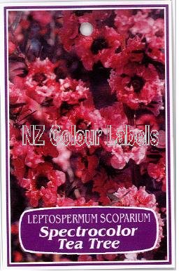 LEPTOSPERMUM Spectrocolor - Click Image to Close