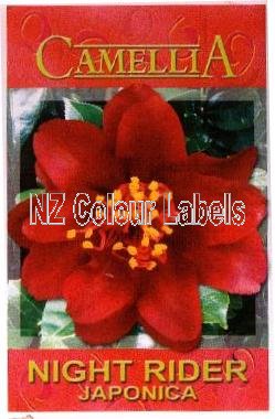 CAMELLIA Night Rider Japonica - Click Image to Close