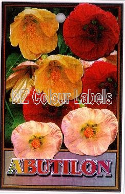 ABUTILON Species - Click Image to Close