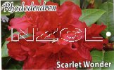 RHODODENDRON Scarlet Wonder