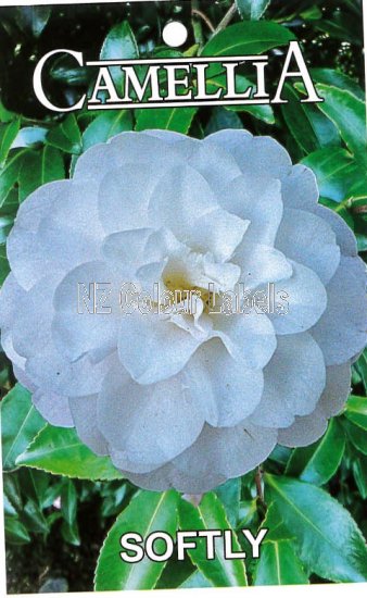 CAMELLIA Softly - Click Image to Close