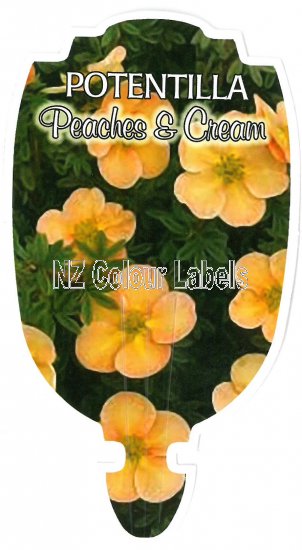 POTENTILLA Peaches & Cream - Click Image to Close