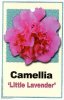 CAMELLIA Little Lavender