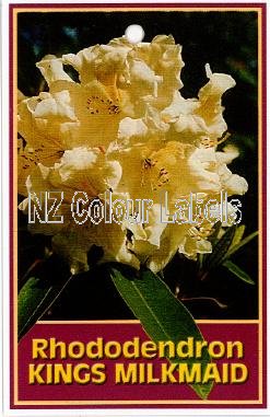 RHODODENDRON Kings Milkmaid - Click Image to Close