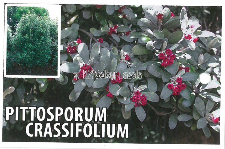 PITTOSPORUM crassifolium - Click Image to Close