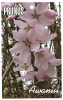 PRUNUS Awanui