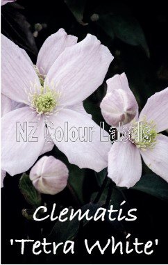 CLEMATIS TETRA WHITE - Click Image to Close