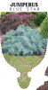 JUNIPERUS SQUAMATA BLUE STAR