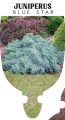 JUNIPERUS SQUAMATA BLUE STAR