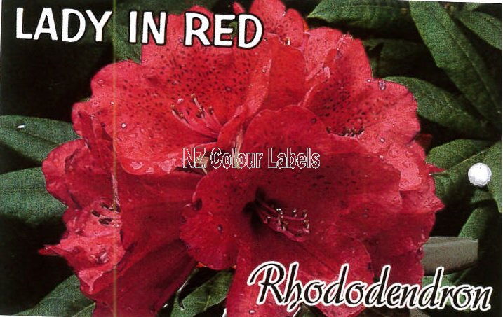 RHODODENDRON Lady In Red - Click Image to Close