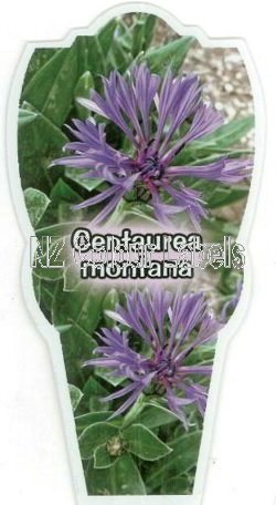 CENTAUREA Montana Blue - Click Image to Close