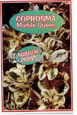 COPROSMA Marble Queen - Click Image to Close