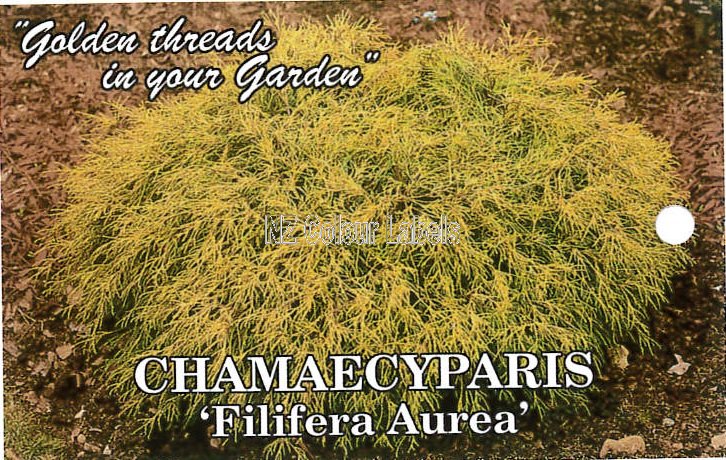 CHAMAECYPARIS pis. Filifera Aurea - Click Image to Close