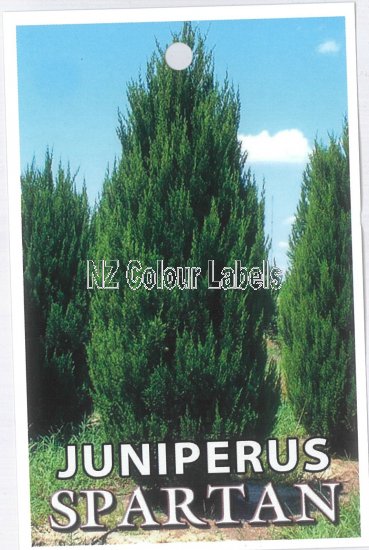 JUNIPERUS chinesis 'Spartan' - Click Image to Close