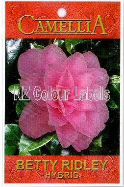 CAMELLIA Betty Ridley Hybrid - Click Image to Close