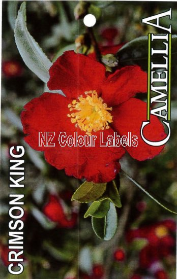 CAMELLIA Crimson King Sasanqua - Click Image to Close