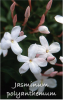 JASMINUM polyanthemum