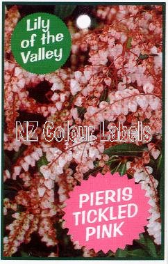 PIERIS Tickled Pink - Click Image to Close