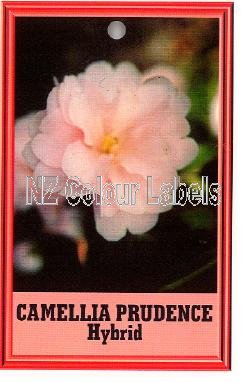 CAMELLIA Prudence Hybrid - Click Image to Close