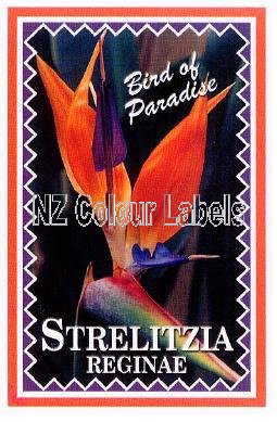 STRELITZIA reginae [Bird of Paradise] - Click Image to Close