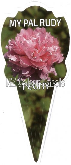 PAEONIA (Peony) My Pal Rudy - Click Image to Close