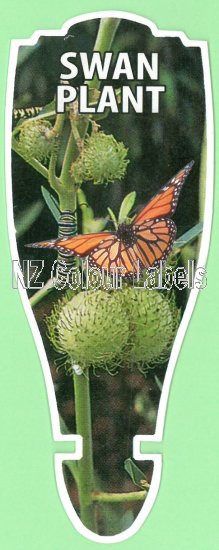 ASCLEPIAS physcocarpa (Swan Plant) - Click Image to Close