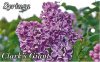 SYRINGA Clarks Giant