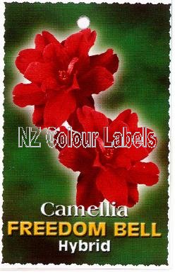 CAMELLIA Freedom Bell - Hybrid - Click Image to Close