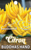 CITRON Buddhas Hand