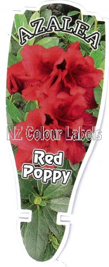 AZALEA Evergreen RED POPPY - Click Image to Close