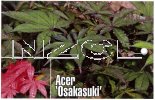 ACER palmatum Osakasuki