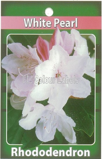 RHODODENDRON White Pearl - Click Image to Close