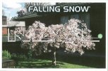 PRUNUS subhirtella FALLING SNOW