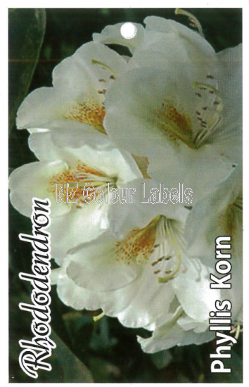 RHODODENDRON Phyllis Korn - Click Image to Close