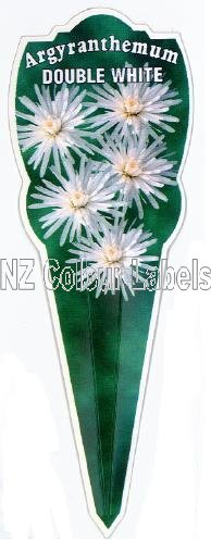 ARGYRANTHEMUM Double White - Click Image to Close