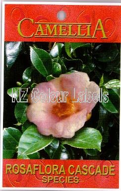 CAMELLIA Rosaflora Cascade Species - Click Image to Close