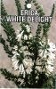 ERICA Colorans White Delight