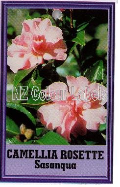 CAMELLIA ROSEtte Sasanqua - Click Image to Close