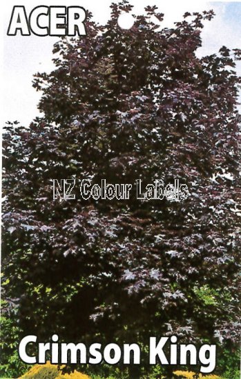 ACER platanoides Crimson King - Click Image to Close