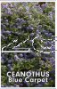 CEANOTHUS Blue Carpet