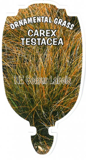 CAREX testacea - Click Image to Close