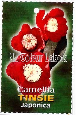 CAMELLIA Tinsie - Click Image to Close