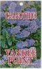 CEANOTHUS Yankee Point