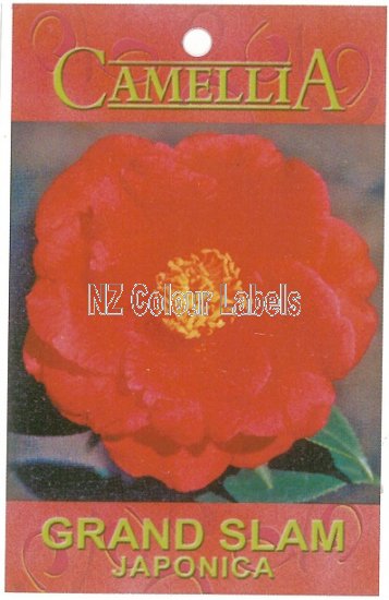 CAMELLIA Grand Slam - Click Image to Close