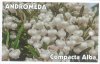 ANDROMEDA p. COMPACTA ALBA