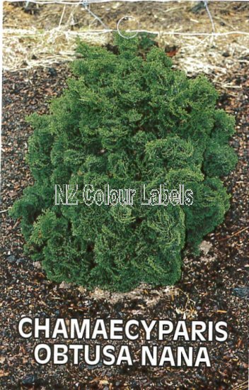 CHAMAECYPARIS obtusa Nana - Click Image to Close