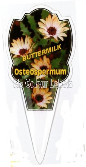 OSTEOSPERMUM Buttermilk - Click Image to Close