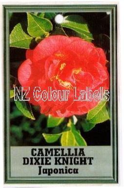 CAMELLIA Dixie Knight Japonica - Click Image to Close