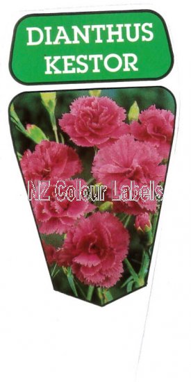 DIANTHUS Kestor - Click Image to Close