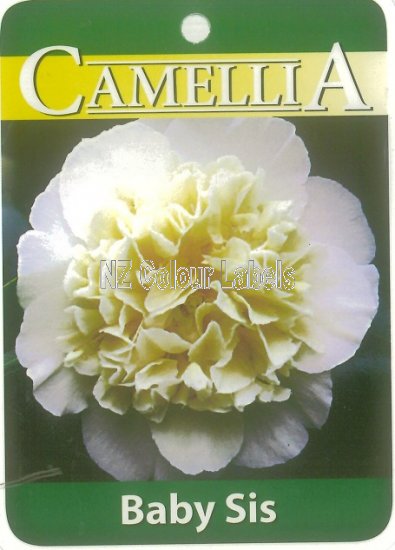 CAMELLIA Baby Sis Japonica - Click Image to Close